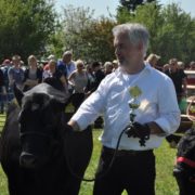 Präsentation von Christelhoi Angus in Viöl 2016