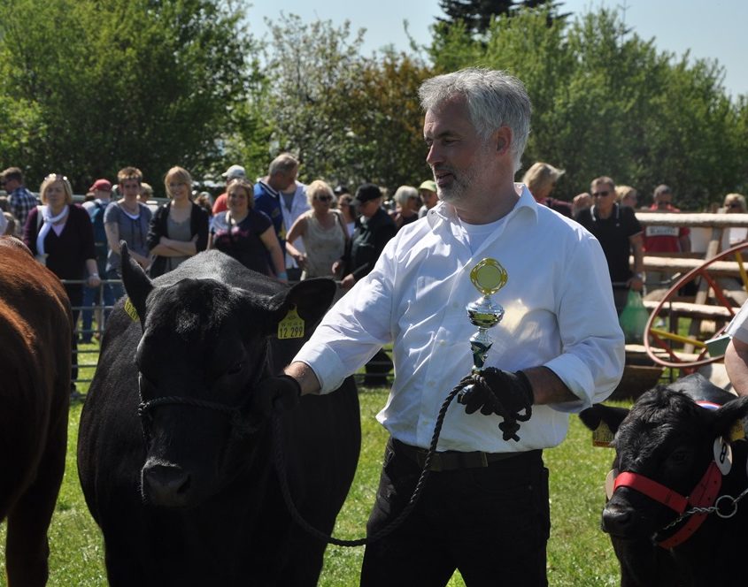 Präsentation von Christelhoi Angus in Viöl 2016